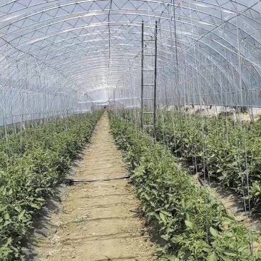 硬粉西红柿8.1上市