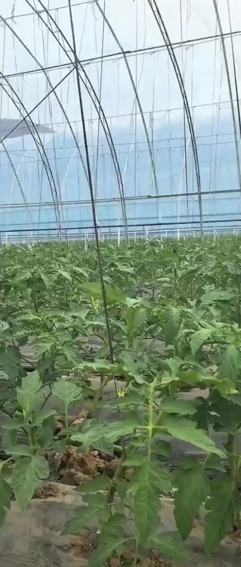 硬粉西红柿8.1上市