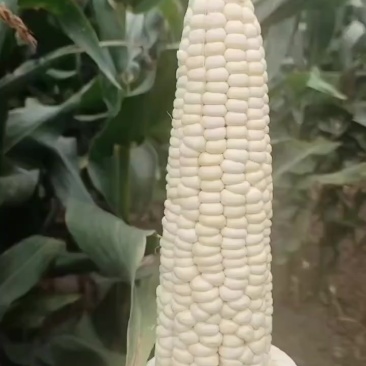 鲜玉米