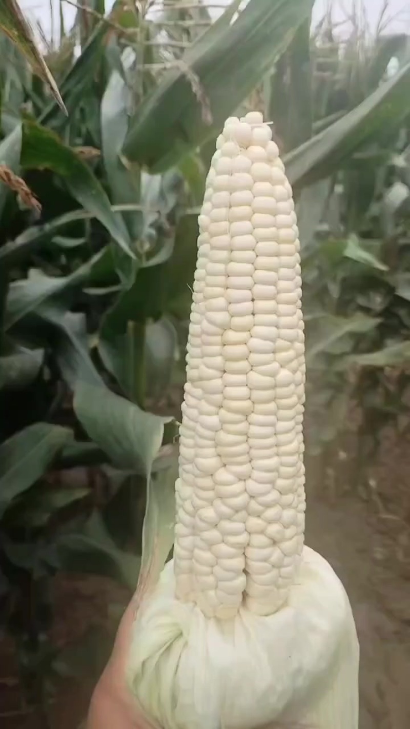 鲜玉米