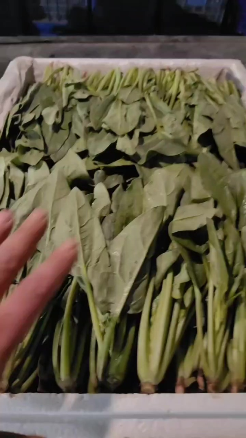 菠菜
