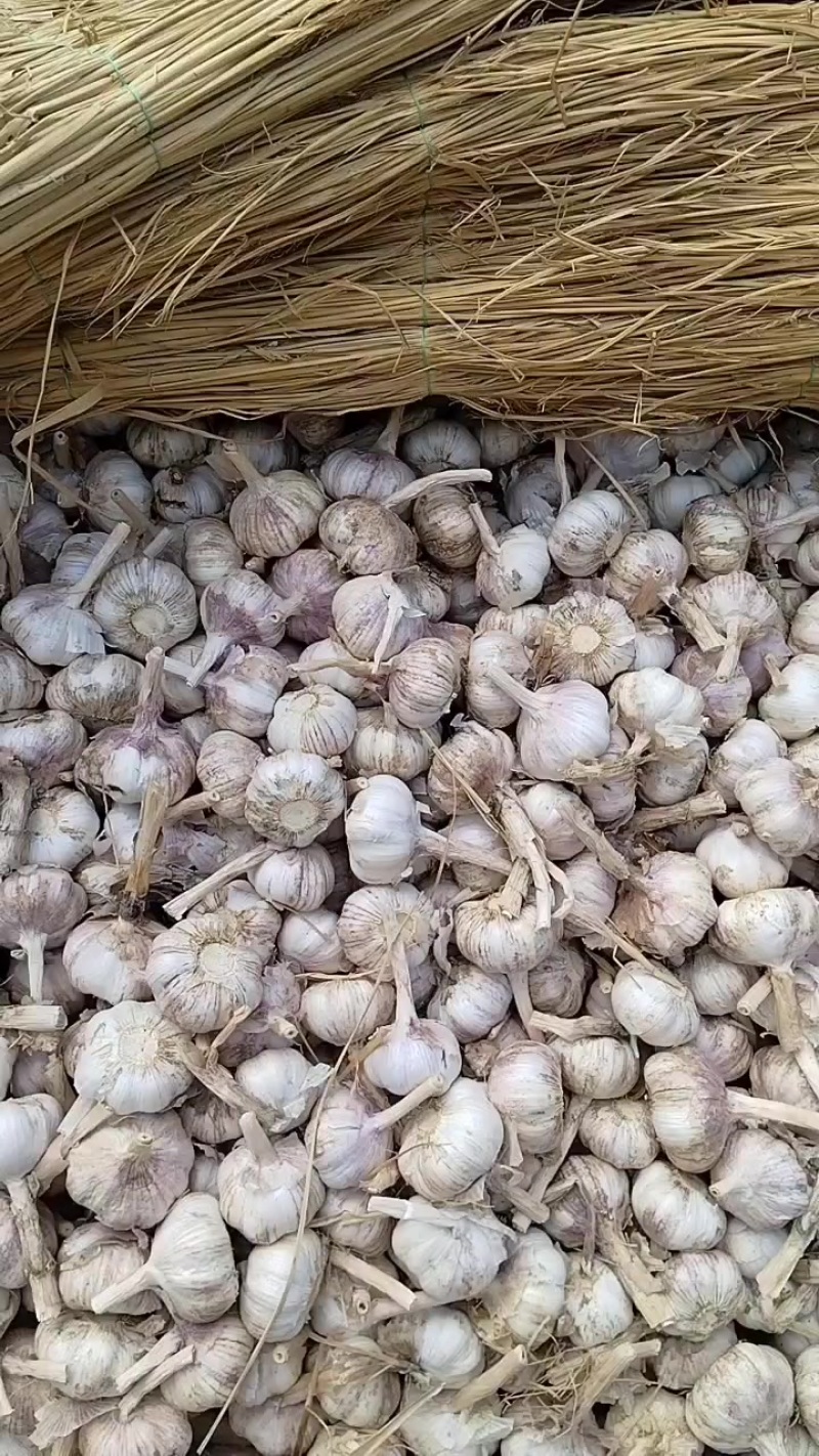 大蒜