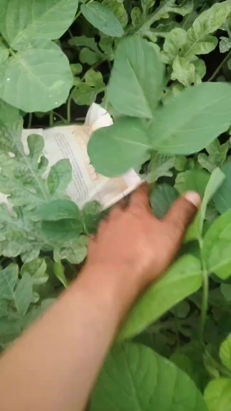河北庆红西瓜地雷西瓜九成熟刚好按需求分拣打包装车全程陪同看货