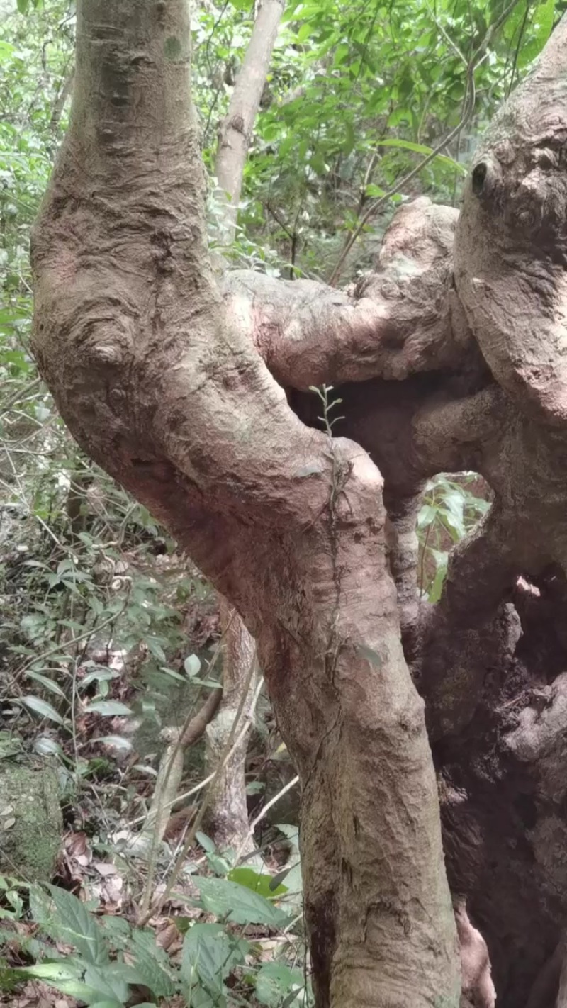 水溶木，一张碎老皮。