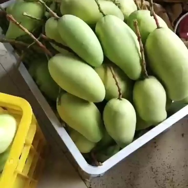 金煌芒