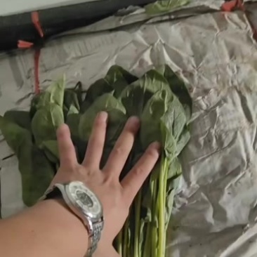菠菜