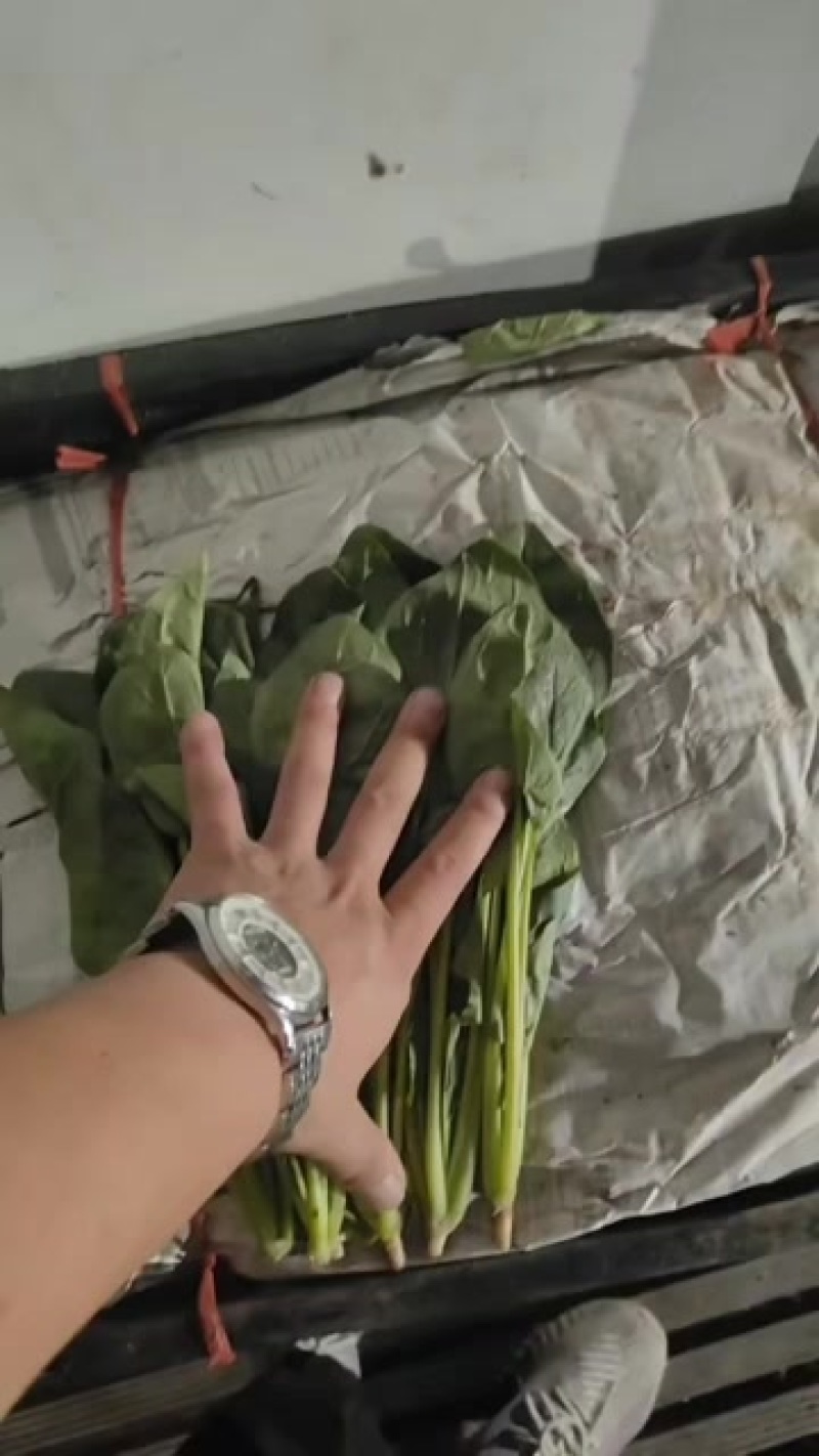 菠菜