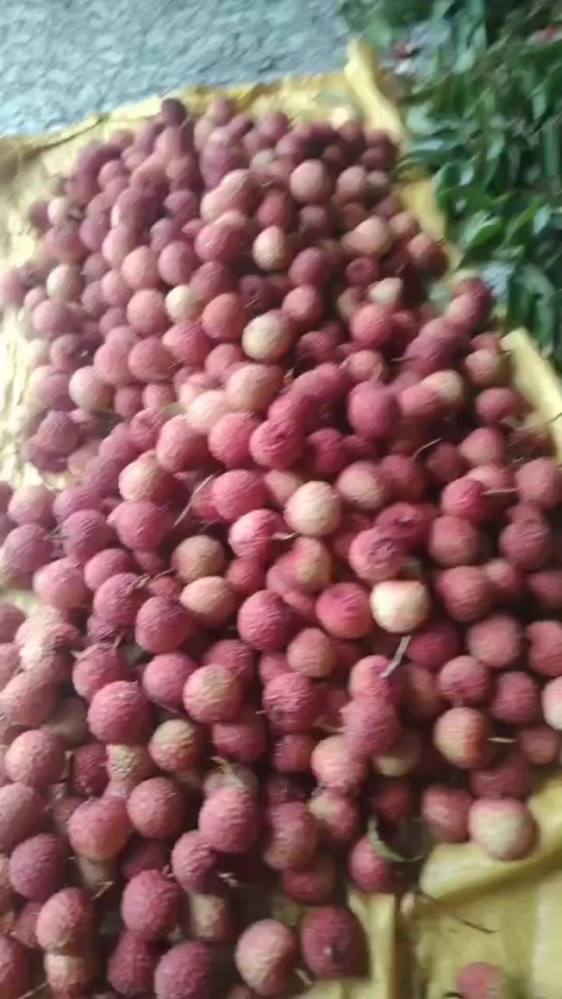 荔枝