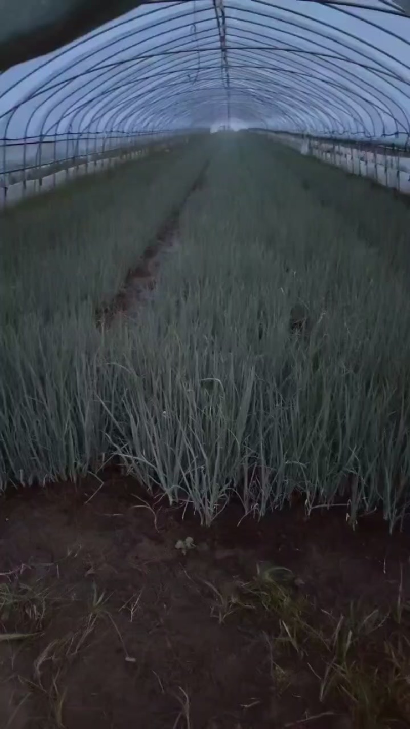 钢葱苗育苗