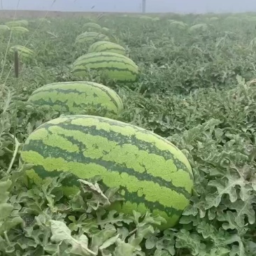 石头瓜
