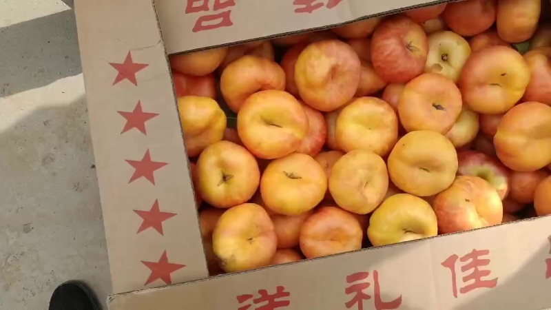蟠桃9大量上市了中有需要老板联系我