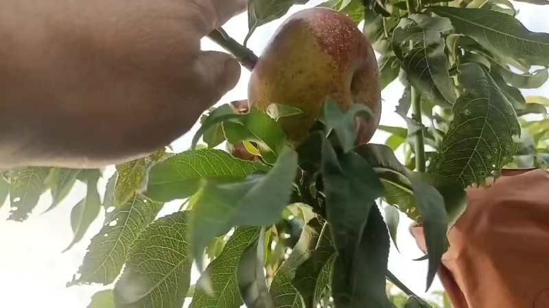 蟠桃9大量上市了中有需要老板联系我