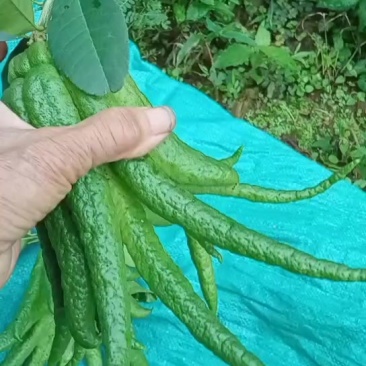 佛