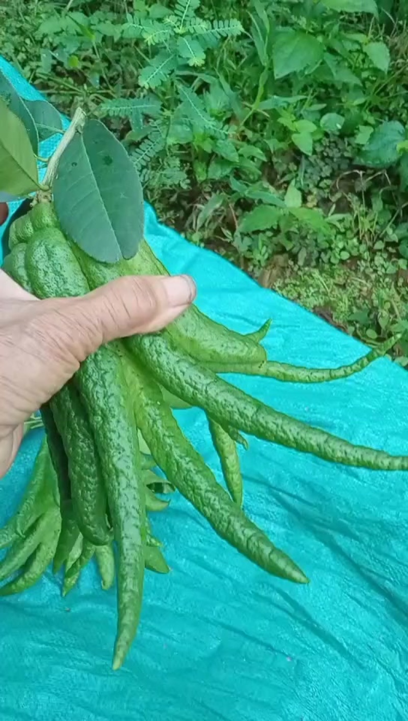 佛