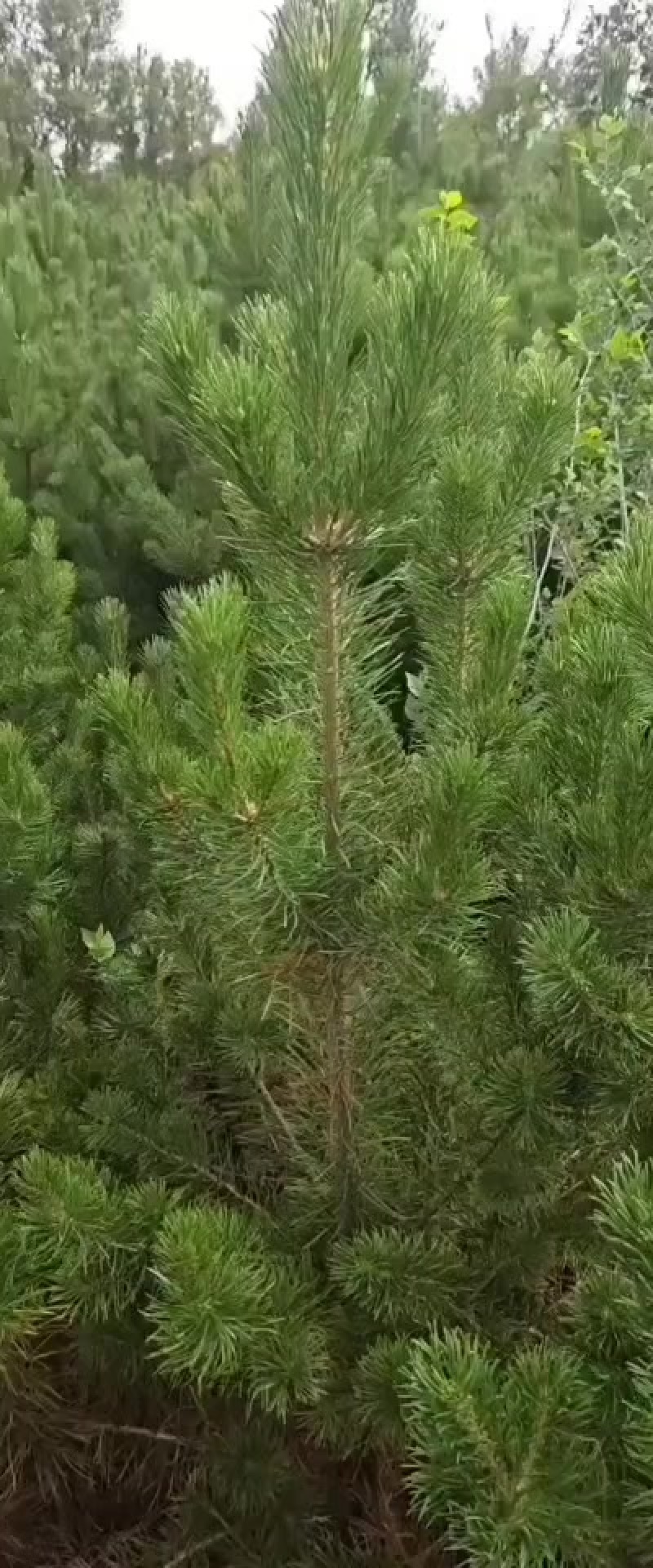 樟子松