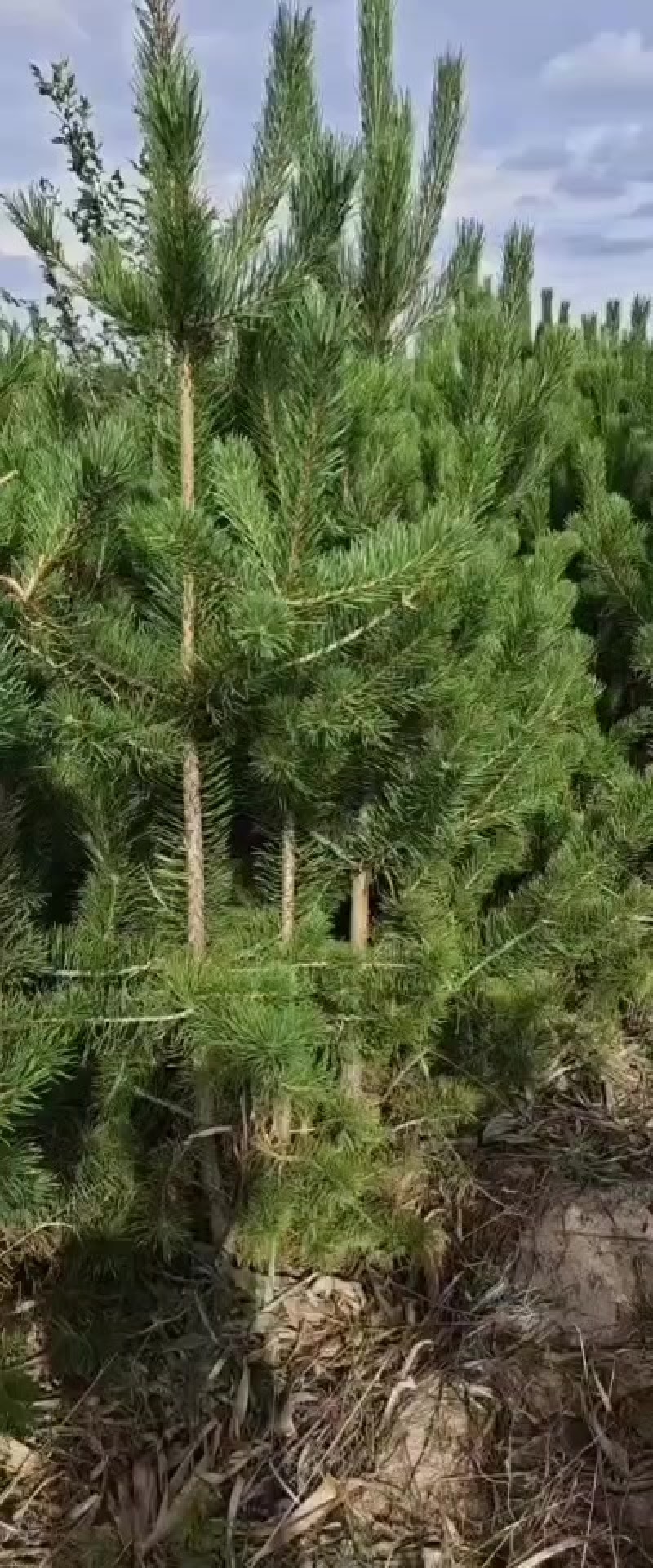 樟子松