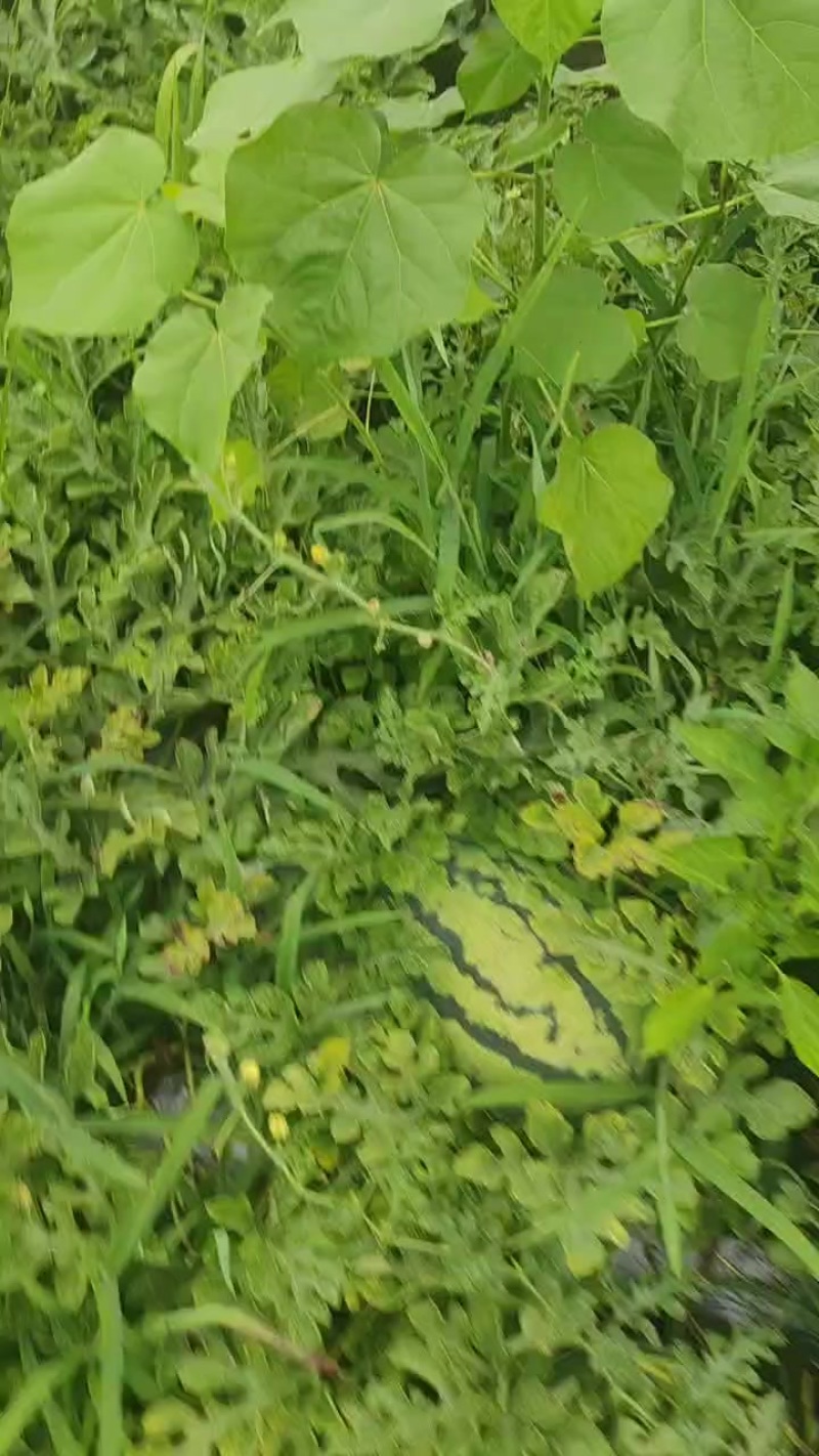 猛虎