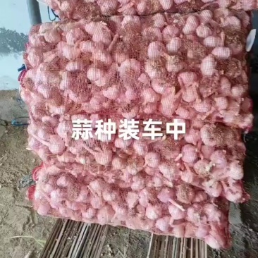 齐河过筛毛胡大蒜，