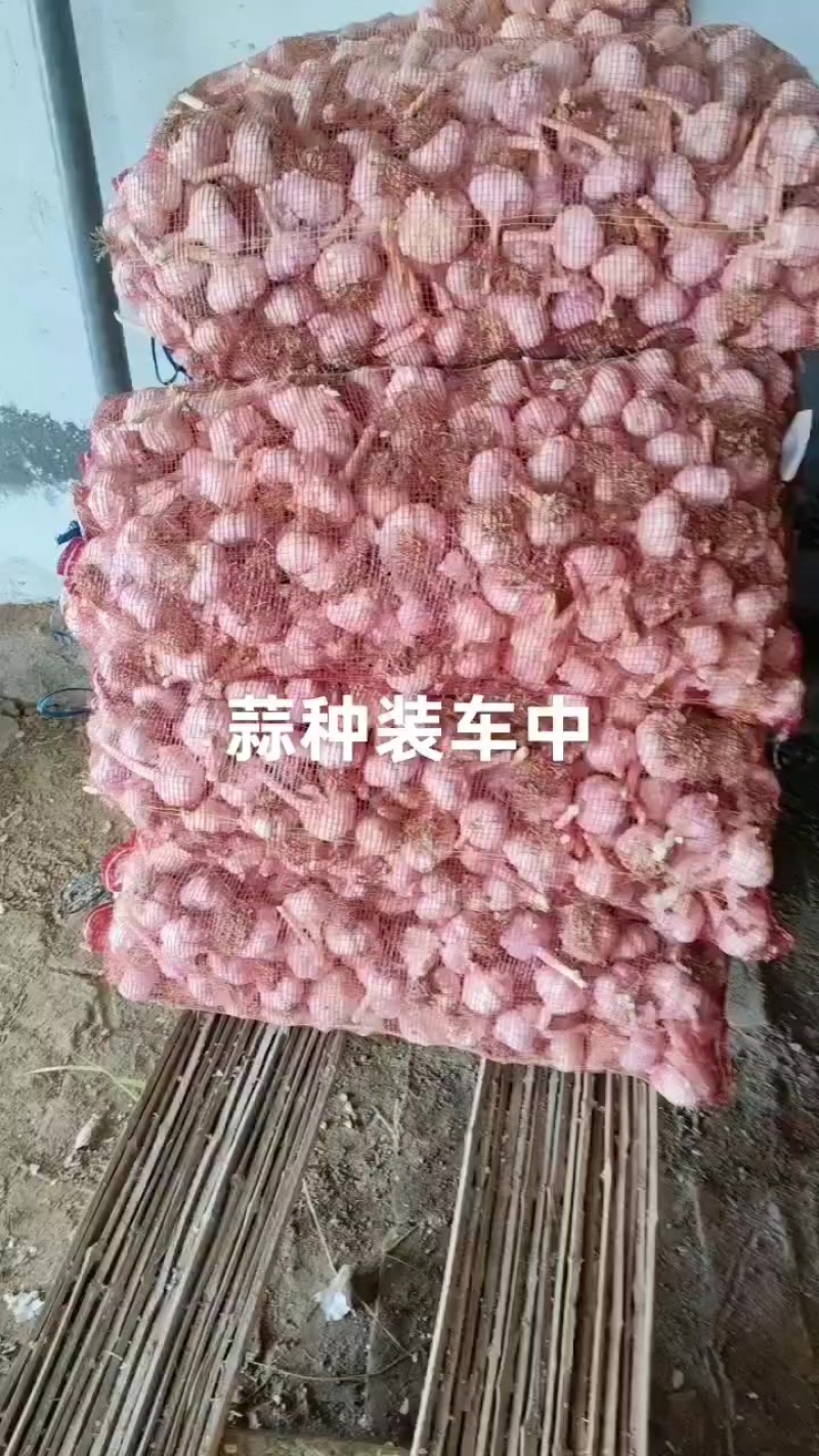 齐河过筛毛胡大蒜，