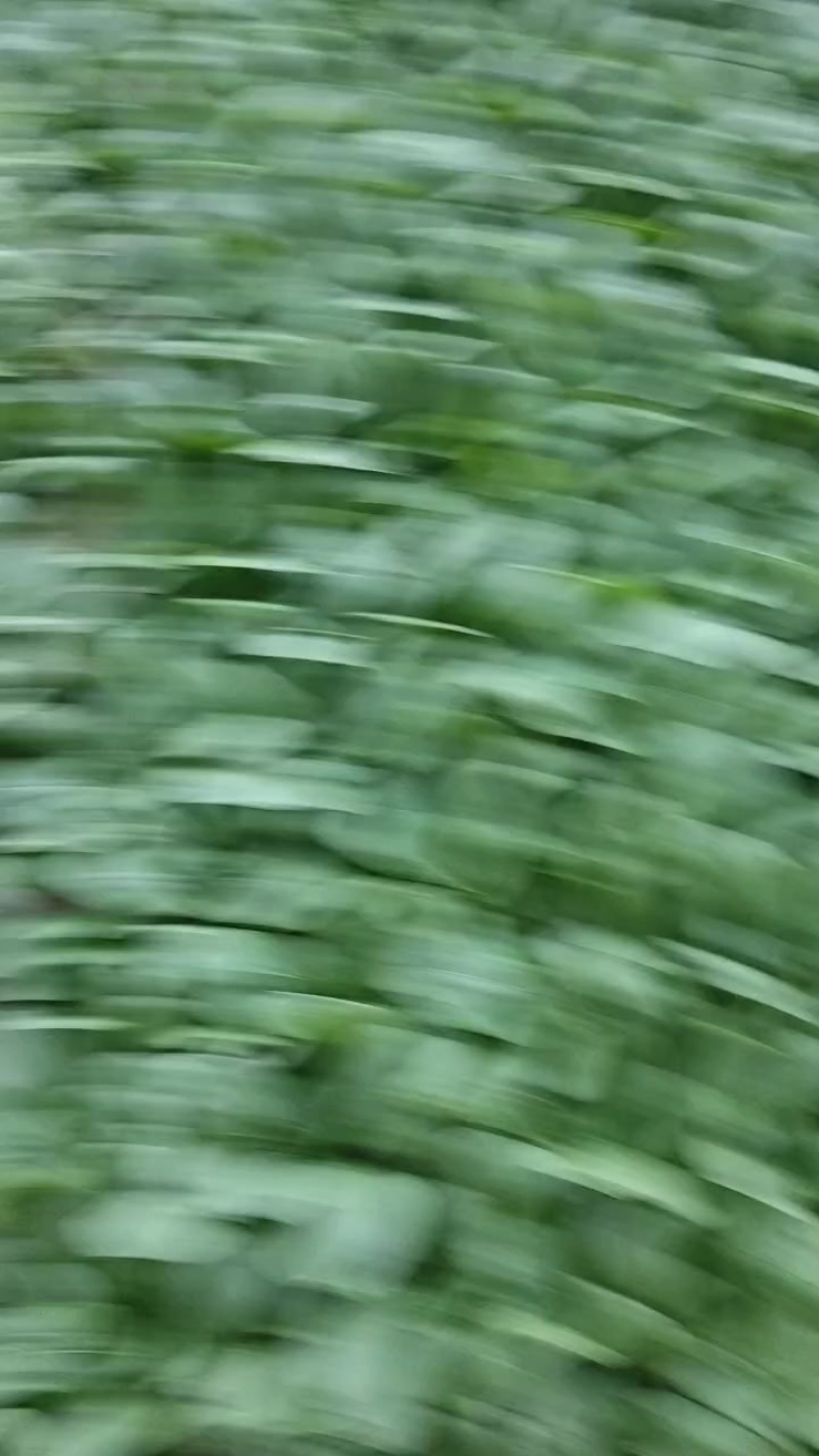 山西大同精品油菜产地一手货原