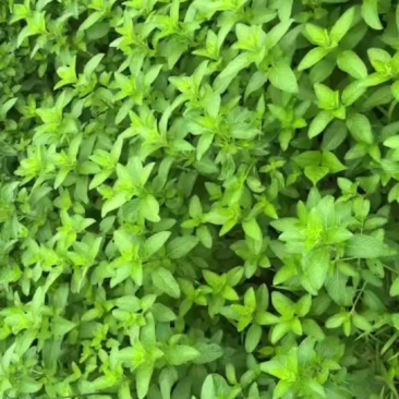 干薄荷