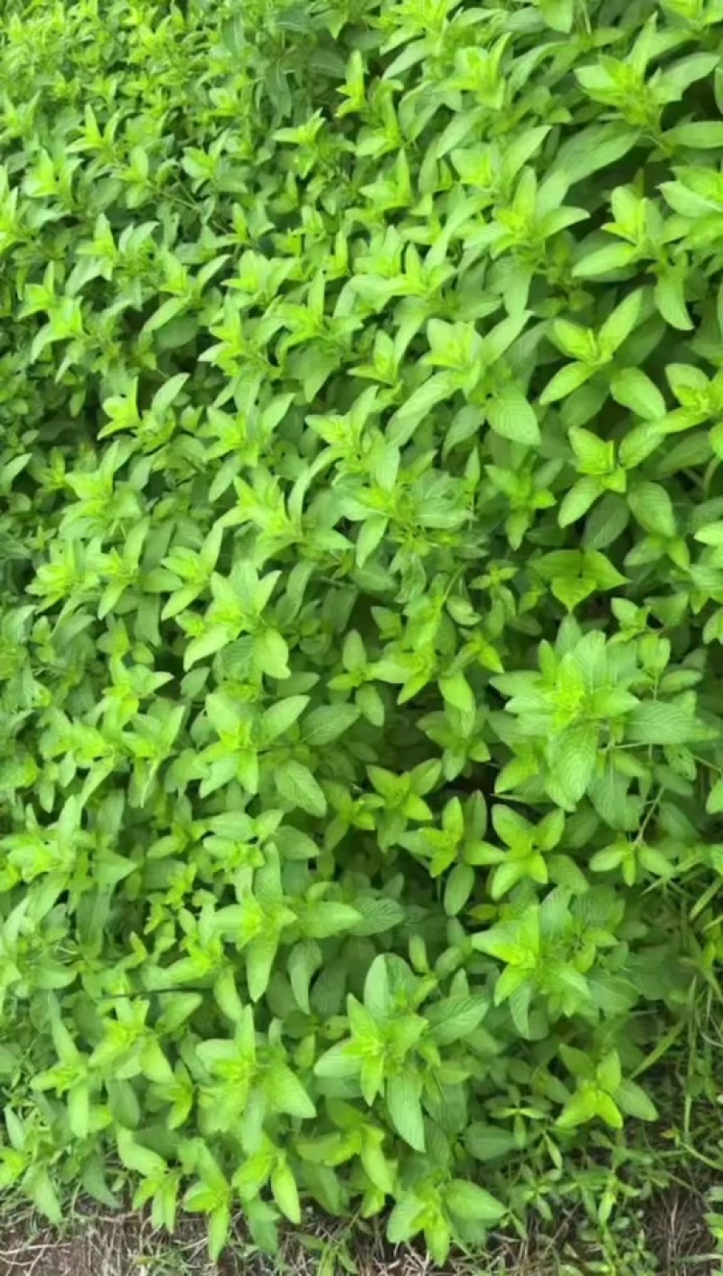 干薄荷