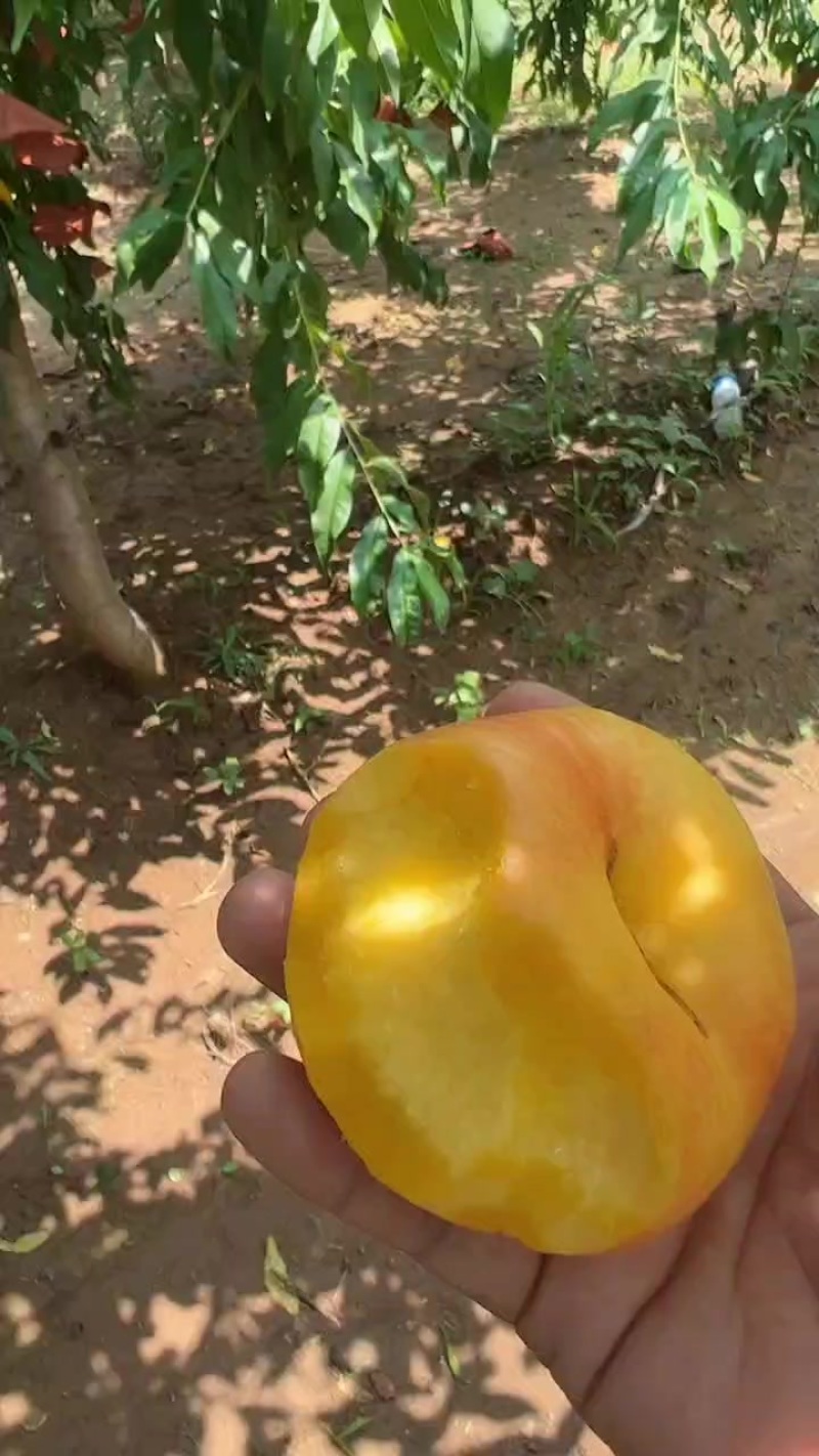 金平美盘桃