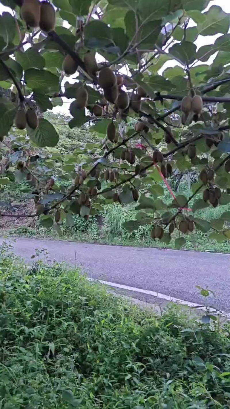 贵州修文贵常绿芯猕猴桃