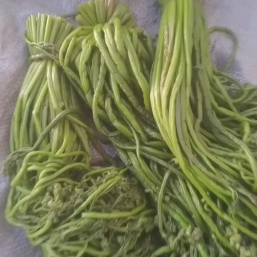 卖腌渍厥菜