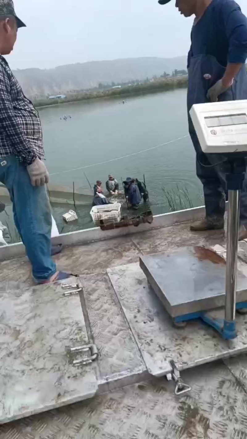 出售合阳生口鲤鱼