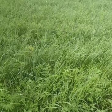 羊草牧草