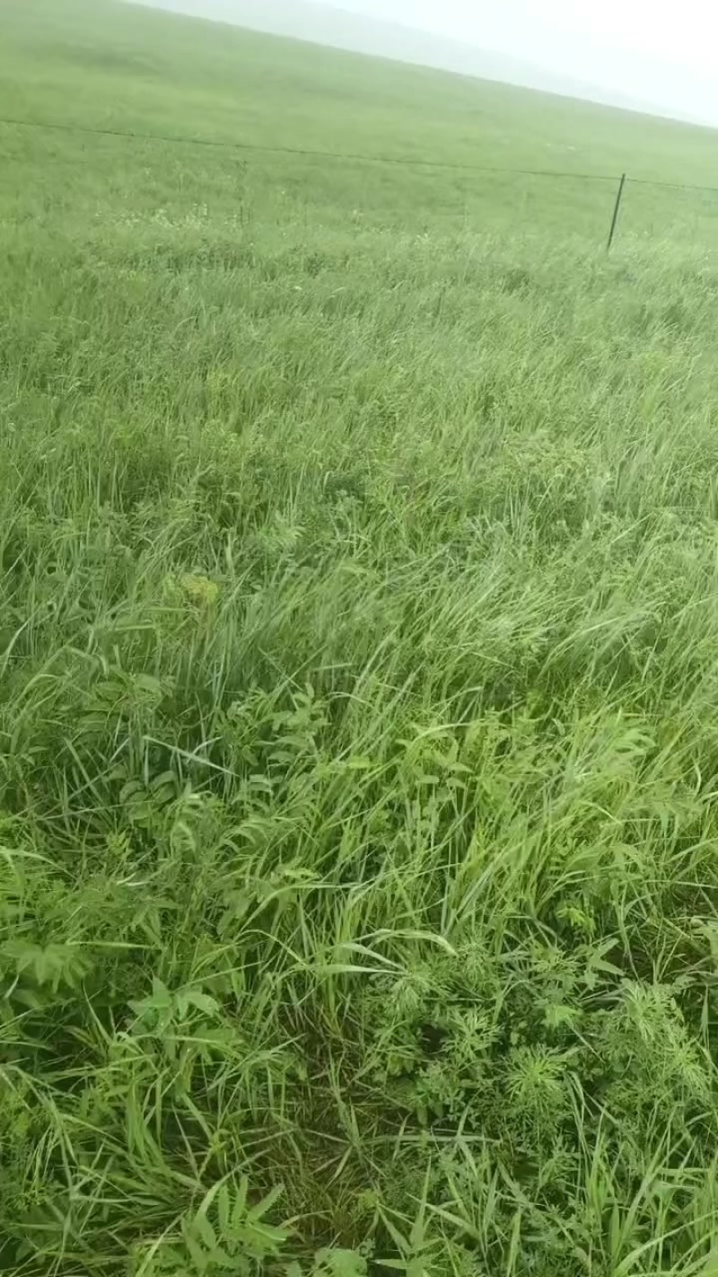 羊草牧草