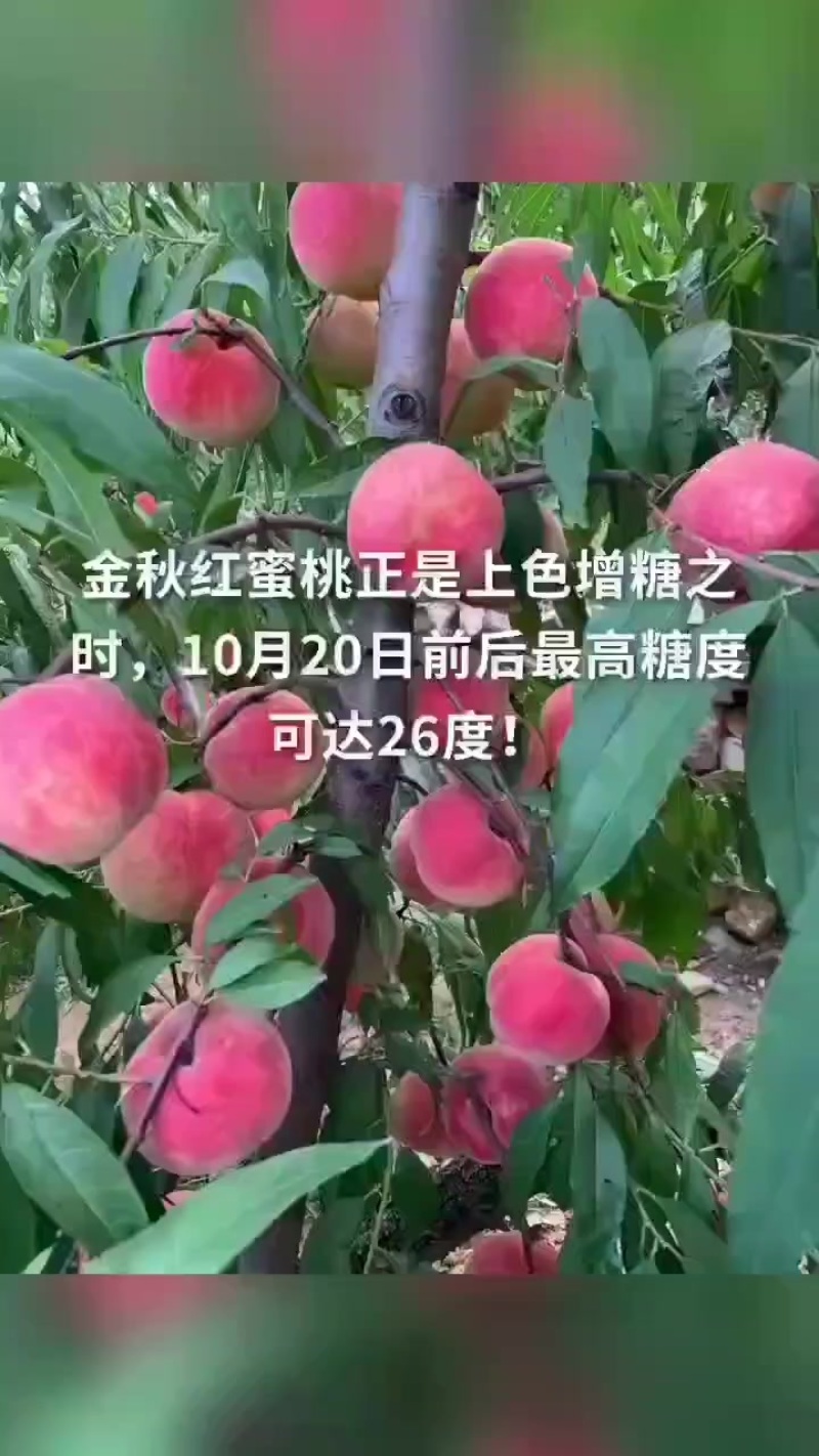 山东省济宁市