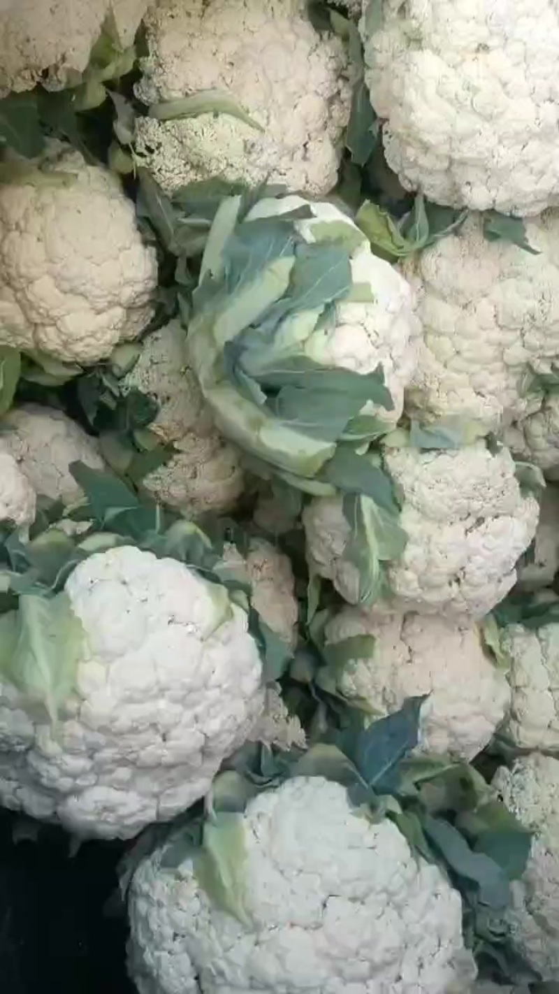 精品散华