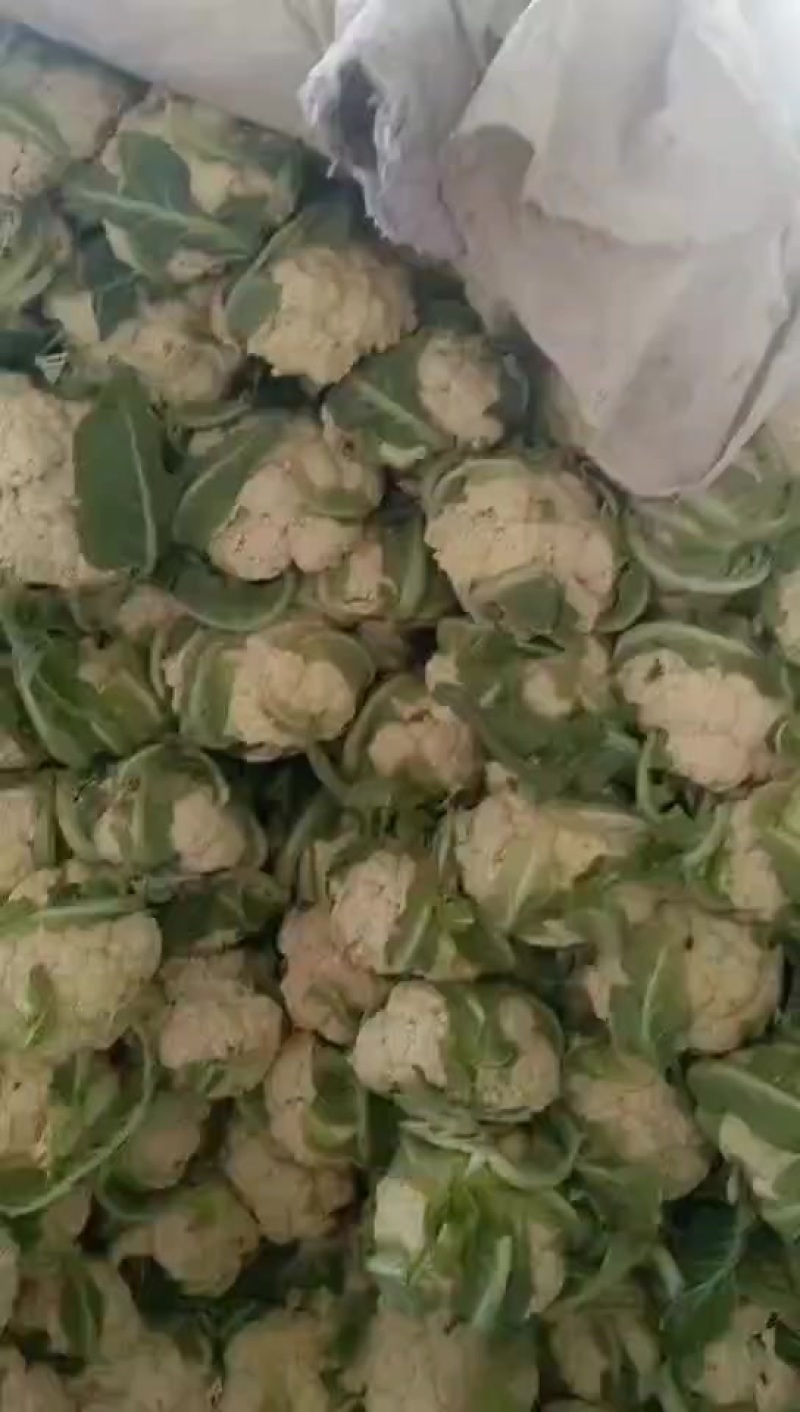 精品散华