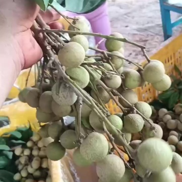 徐闻龙眼