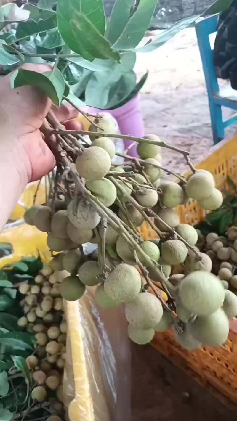 徐闻龙眼