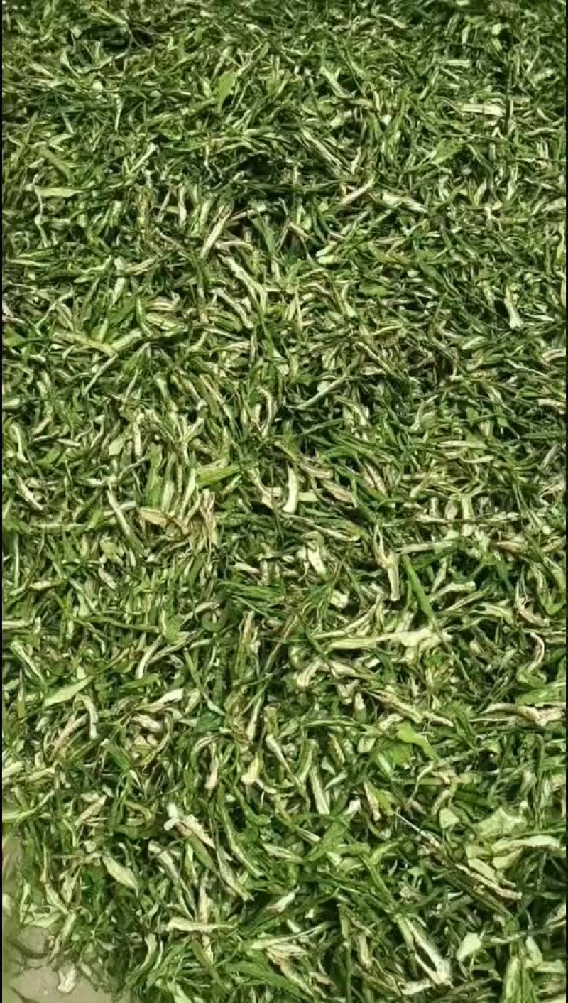 干辣椒条