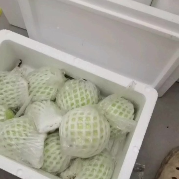 番石榴