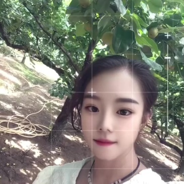 建宁县翠冠梨准备开始卖咯