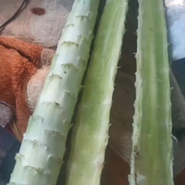 张北莴笋，大白菜，甘蓝，散花上市了