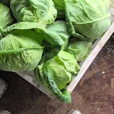 甘蓝