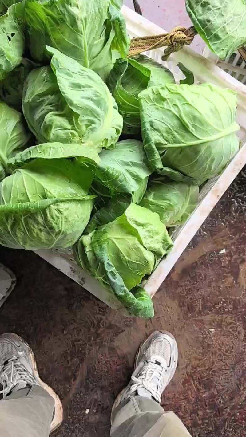 甘蓝