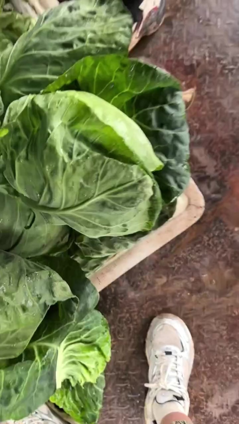 甘蓝