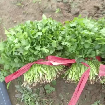 香菜，大葱蒜