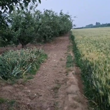 美八苹果代收