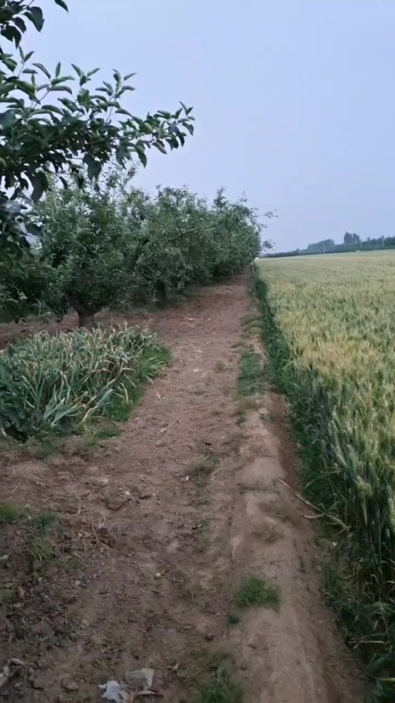美八苹果代收