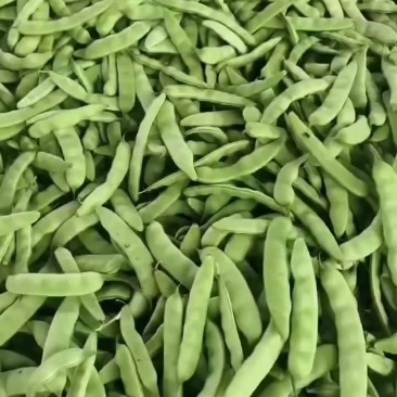 精品大油豆