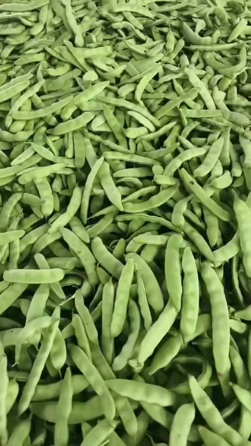 精品大油豆