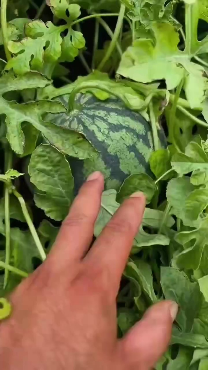 红麒麟